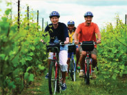 Cyclists in vineyards - LR