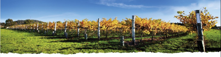 fall-vineyard