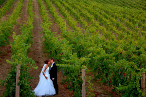 Wedding couple kissing in the vineyard