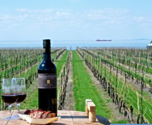 Sip and Sizzle vineyard/lake view with Konzelmann wine bottle, red wine glasses, food