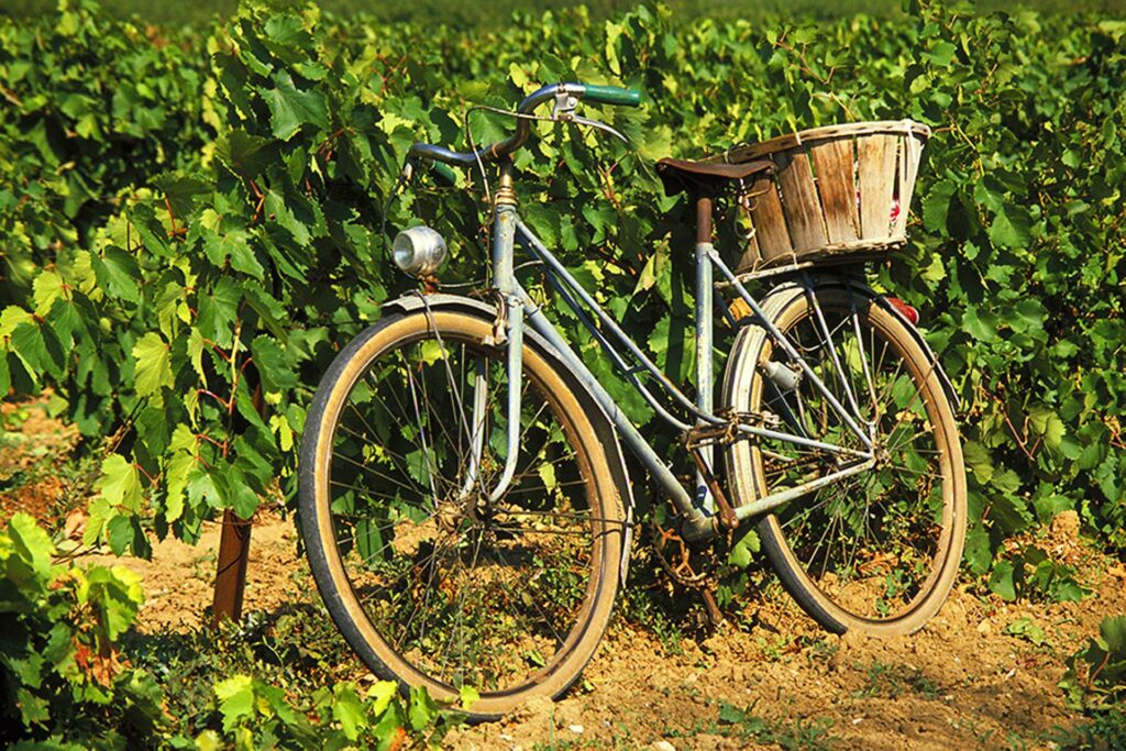 Bike and vines