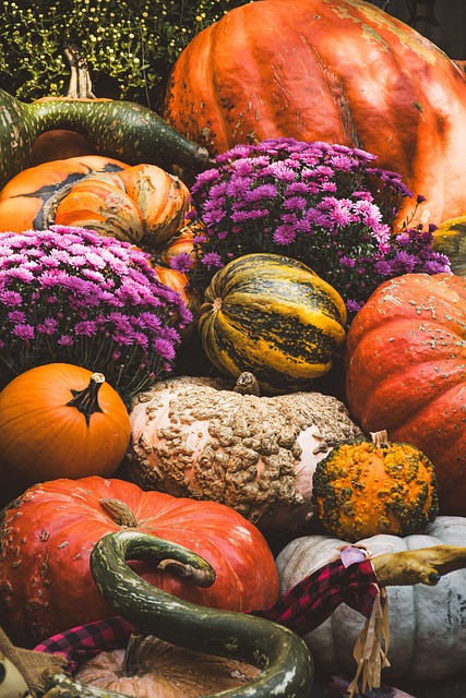 pumpkins, squash and purple mums